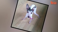 Ugly Zappa? Dog's Tongue Has 30,000 Instagram Followers