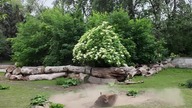 Żubrowa kąpiel