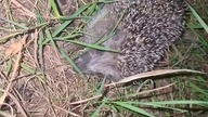 Wild Hedgehog