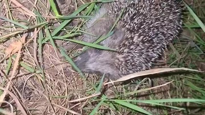 Wild Hedgehog