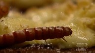 Fear Factor S03E27 Championship (2)