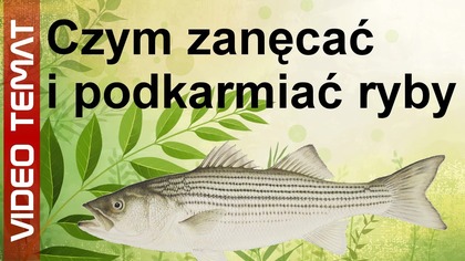 Czym zanęcać i karmić ryby
