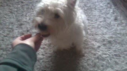 Dźwięk Jak Pies Je Jabłko