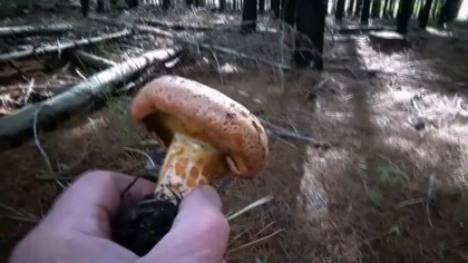 Rydzobranie