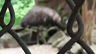 Emu 