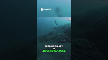 Gigantyczny Koralowiec Odkrycie w Zatokach Salomona!