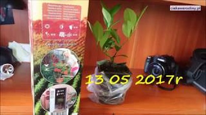 #320-Cytryna Meyera-Citrus &times; meyeri-Przyrost od 13. 05. 2017 do 20. 10. 2017