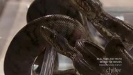 Fear Factor S05E24 Reality Stars