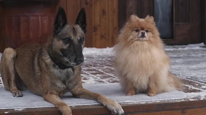 Psu-braty (2013) [Lektor PL] - Home Alone Dogs - Step Dogs