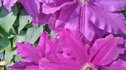 Clematis KACPER #clematisy