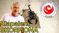 Maniek sie zeni.  Zareczyny i skorpion