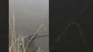 Mały karp na małą kulkę