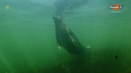 Sekretne życie fok.  (2023)