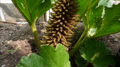 137.  Gunnera Olbrzymia kwiat, uprawa.  Cz. 2