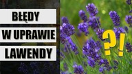 Najczęściej popełniane BŁĘDY w uprawie LAWENDY