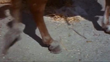 Krwawa rzeka 1967 napisy pl Kryminał