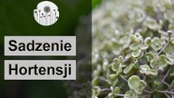 Jak posadzić hortensję? Sadzenie, podlewanie, wymagania hortensji.