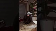 Mr ghost cat #shorts #cat