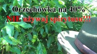 Nalewka z Orzecha włoskiego.  Nie popełnij tego błędu co ja!