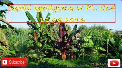 181.     Ogród egzotyczny w PL.  Cz. 4 11. 09. 2016
