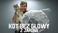 KOT BEZ GŁOWY Z JAPONII Qoobo