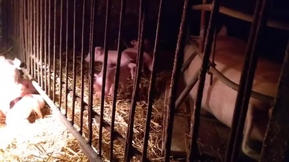Świnki i niespodziewany gość