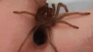Brachypelma emilia (lovely baby( 