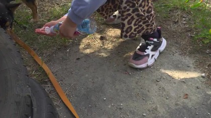 Zobacz, co zrobił ten pies, gdy dostał wodę