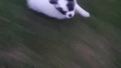 Chihuahua Luna Day 7