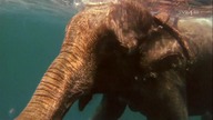 Prywatna rafa Fidela