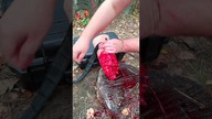 Tamowanie masywnych krwotoków w warunkach bojowych | Trauma Leg LRS + staza taktyczna SICH #TCCC