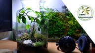 Las w szkle - 7 miesięcy od założenia.