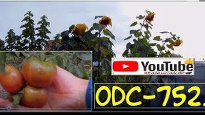 Odc-752-Pomidory,słonecznik gigant,kukurydza gigant,popcorn i inne duperele ogrodowe.