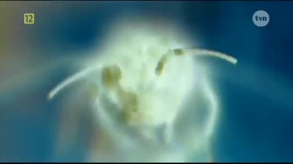 Die Bienen Todliche Bedrohung - Żądła (2008) [lektor pl]