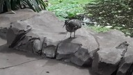 Sunbittern threatening display