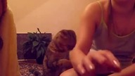 Najlepsza kocia kompilacja