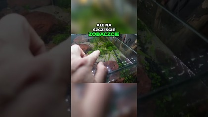 Łatwy trawnik - ehinodorus.