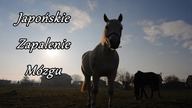 Japońskie zapalenie mózgu (JE)
