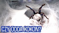 Nie chciała oddać kokonu  Chilobrachys sp.  electric blue