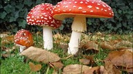 Amanita Muscaria - 7 godzin snu 