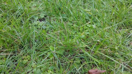 grass but 8k video