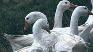 Zwierzęta Na Farmie - Gęsi- Baw się z nami