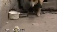 Troska, bezpieczeństwo, miłość, pies, dog, kurczak..... coś pięknego