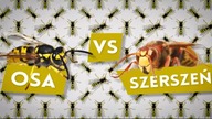 Osy vs. szerszenie [Czym to się różni? #6]