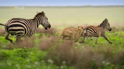 Geniusze afrykańskiej dziczy - Africas Wild Geniuses (2025)