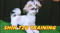 Shih Tzu - Traning With Owner Together
