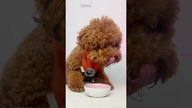 ASMR #asmrsounds #dog