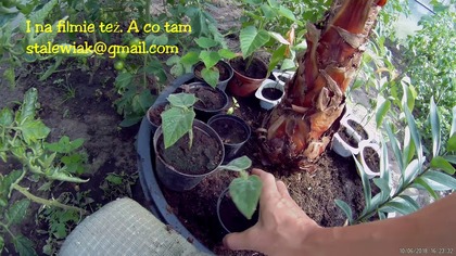  Sadzonki kilka sztuk.  Paulownia oxytree 