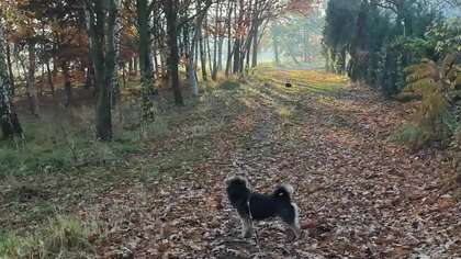 A kot czuwa.  Polska