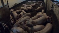 Kilka słów na temat cen i obecnej sytuacji w trzodzie chlewnej/ Kula